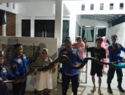 Lebih dari Sekadar Pemadam Api: Damkar Palembang Hadir untuk Semua Situasi Darurat