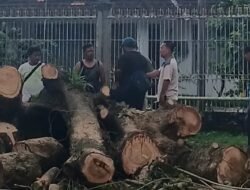 Respon Aduan Warga, Lurah Sungaiselayur Kawal Pembersihan Pohon Lapuk di Akhir Pekan